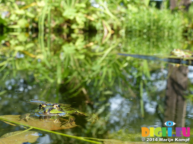 FZ008200 Submerged Marsh frog (Pelophylax ridibundus)